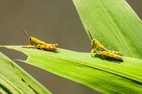 Grasshopper on leaf Foto stock