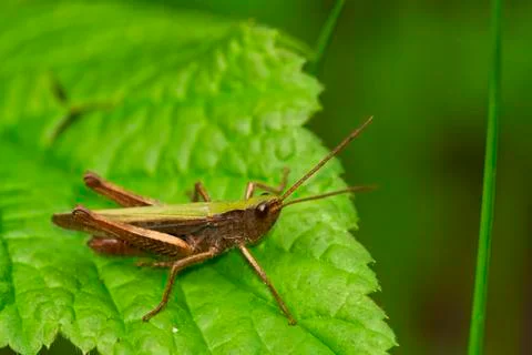 Grasshopper on leaf Stock Photos