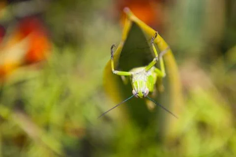 Grasshopper on a leaf Stock Photos