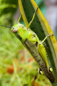 Grasshopper on a leaf Stock Photos