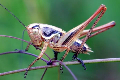 Grasshopper on leaf Stock Photos