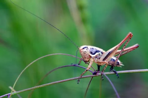 Grasshopper on leaf Stock Photos