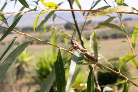 Grasshopper on leaf Foto stock