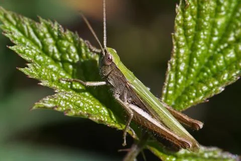 Grasshopper on a leaf. Stock Photos