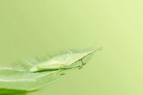 Grasshopper on leaf Stock Photos