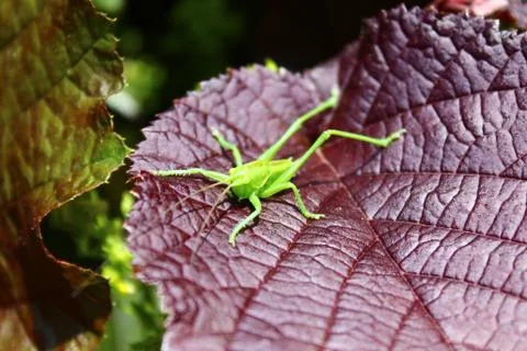 Grasshopper on a leaf Stock Photos