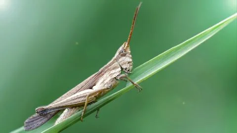 Grasshopper on a leaf Stock Photos