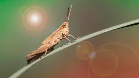 Grasshopper on a leaf Stock Photos