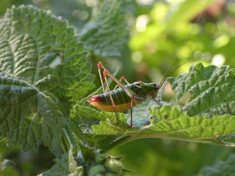 Grasshopper on a leaf Foto stock