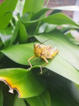 Grasshopper on a leaf Stock Photos