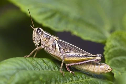 Grasshopper on a leaf. Stock Photos