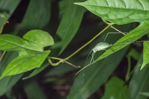 Grasshopper on leaf Stock Photos