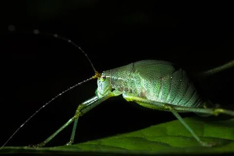 Grasshopper on leaf Stock Photos