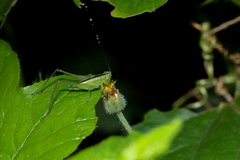 Grasshopper on leaf 스톡 사진