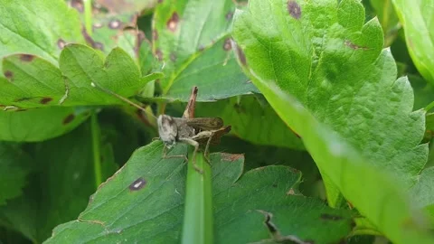 Grasshopper on leafy grass Stock Footage 250553344