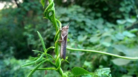 Grasshopper on a leaves, close up Stock Photos