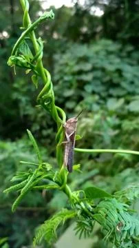 Grasshopper on a leaves, close up Stock Photos
