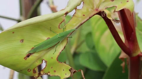 Grasshopper on leaves Stock Footage 56081540