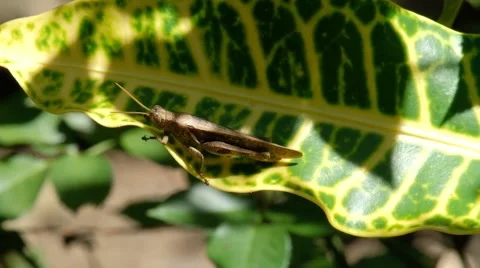 Grasshopper on the leaves Stock Footage 140313684