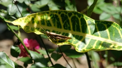 Grasshopper on the leaves Stock Footage 140313699