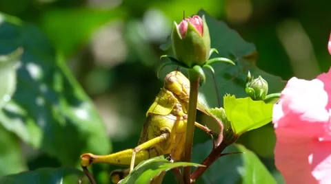 Grasshopper on the leaves Stock Footage 140313760