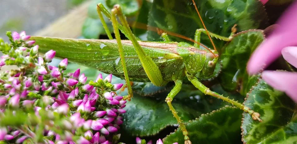Grasshopper on leaves 스톡 사진
