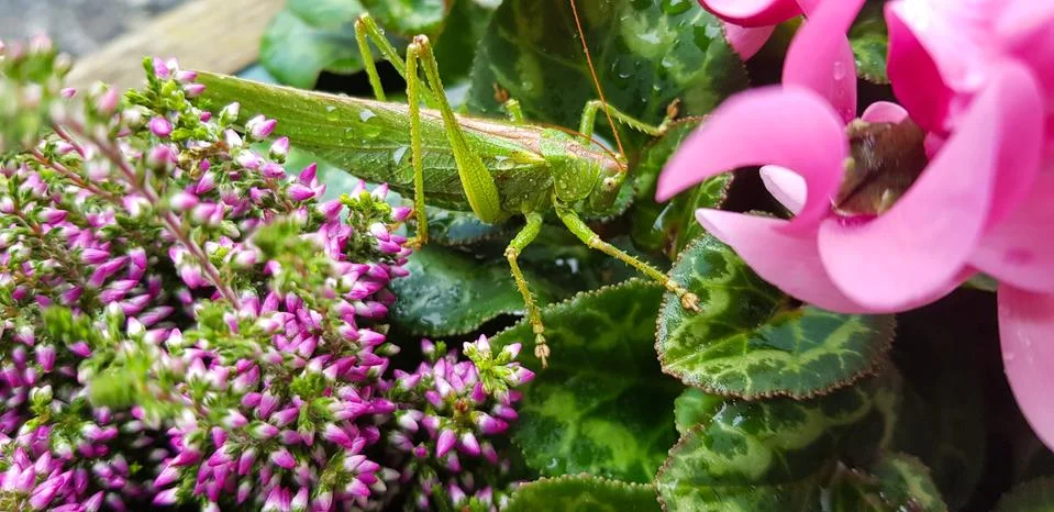 Grasshopper on leaves Stock Photos