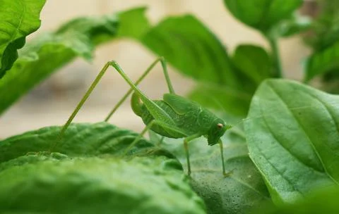 Grasshopper on leaves Stock Photos