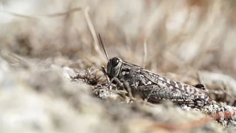 Grasshopper from left Stock Footage 148343296