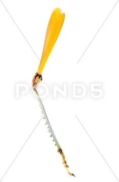 Grasshopper leg Stock Photos