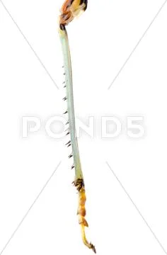 Grasshopper leg Stock Photos