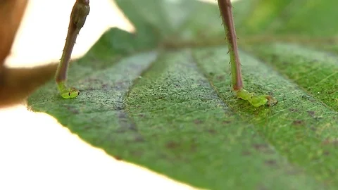 Grasshopper Legs Stock Footage 70115935