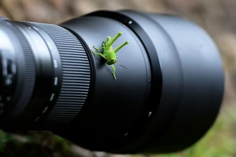 Grasshopper on the lens Stock Photos