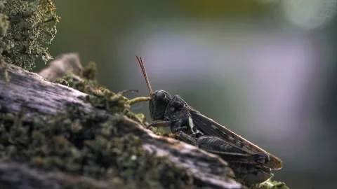 Grasshopper in lichen Video stock 171425188