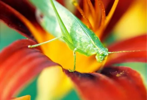 Grasshopper in lily Stock Photos