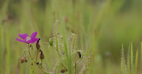 Grasshopper locked in carnivorous plant tentacles Drosera Indica Stock Footage 340333379