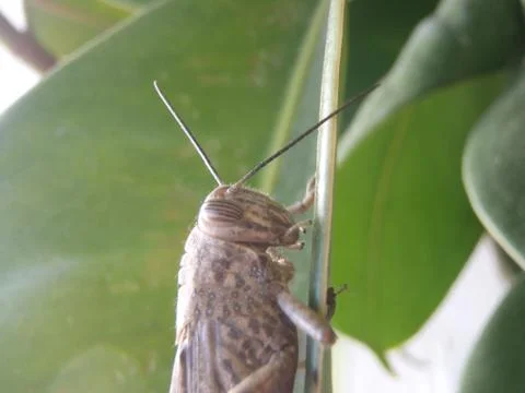 Grasshopper locust cricket close up on a rubber plant leaf Stock Photos