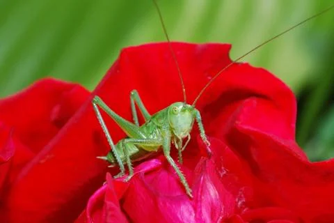 Grasshopper looks Stock Photos