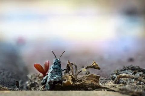 Grasshopper in love, macro Stock Photos
