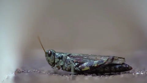 Grasshopper Macro Close-up Video stock 90495399