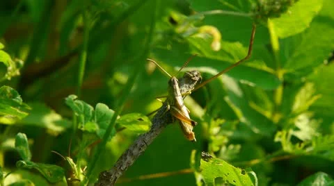 Grasshopper macro Stockbeeldmateriaal 11290089