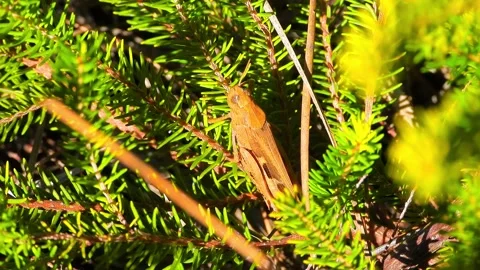 Grasshopper macro Stock Footage 133446650
