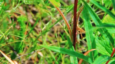 Grasshopper macro on the grass stem Видео 10735727