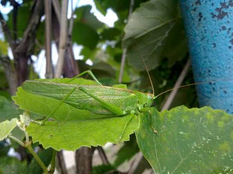 Grasshopper Macro. Green grasshopper in a native habitat. Wrecker of agricult Stock Photos