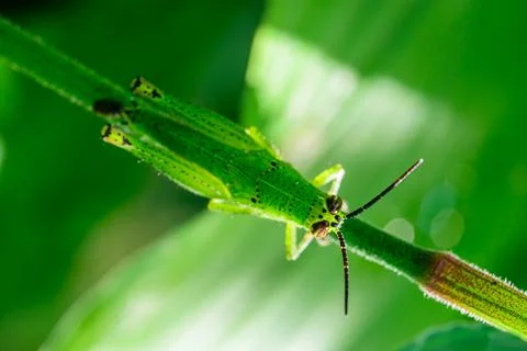 Grasshopper macro on leaf in nature Stock Photos