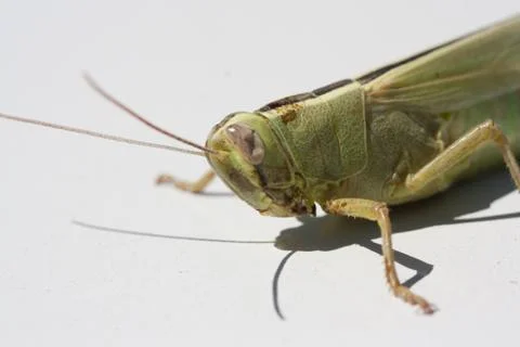 Grasshopper macro Stock Photos