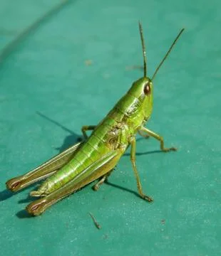 Grasshopper macro Stock Photos