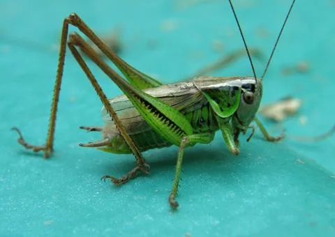 Grasshopper macro Stock Photos