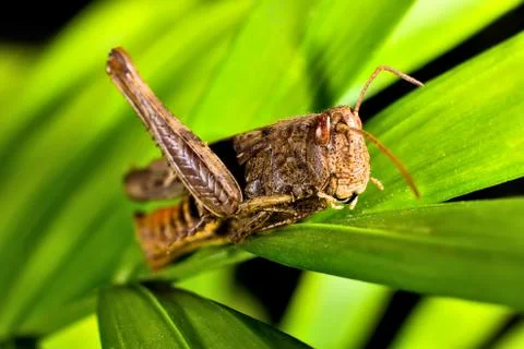 Grasshopper macro Foto stock