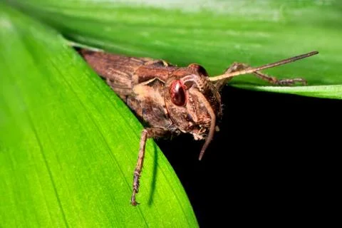 Grasshopper macro Stock Photos